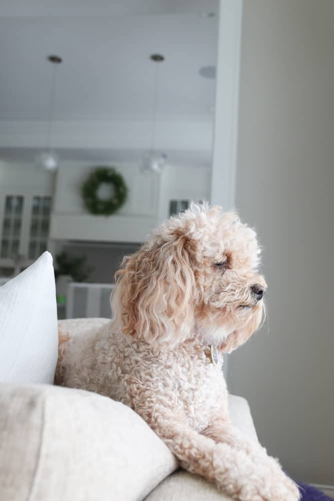 Mini golden doodle looking into the distance with white kitchen and Christmas wreath in the background.